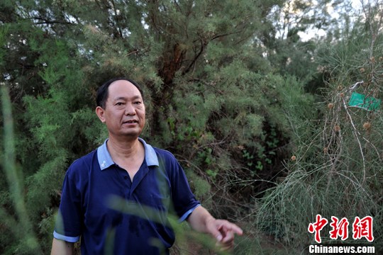 中科院吐鲁番沙漠植物园主任介绍园内植物沙拐枣