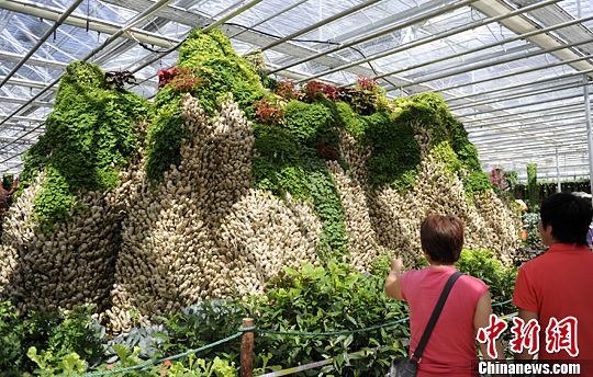 25吨生姜摆成巨型姜山亮相长春