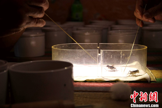 山东宁阳蟋蟀文化节:蟋都古镇蟋蟀交易火爆