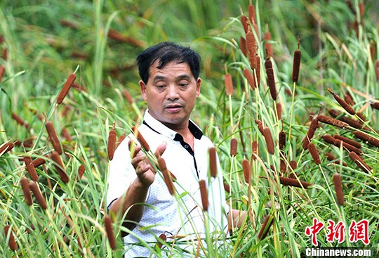 江西德兴奇异植物酷似"热狗"-中新网