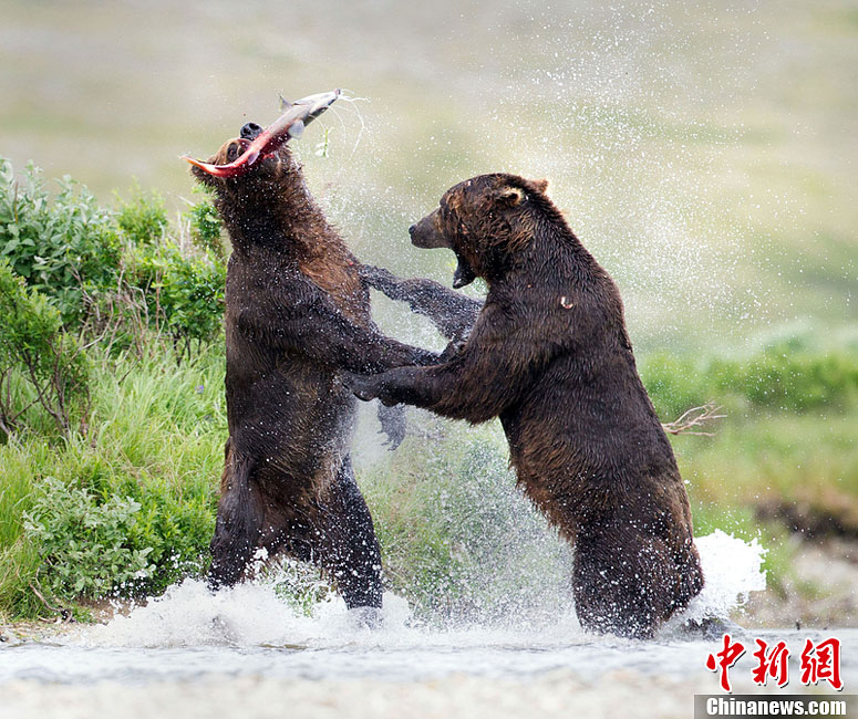 美食当前无朋友棕熊为抢鲑鱼大打出手