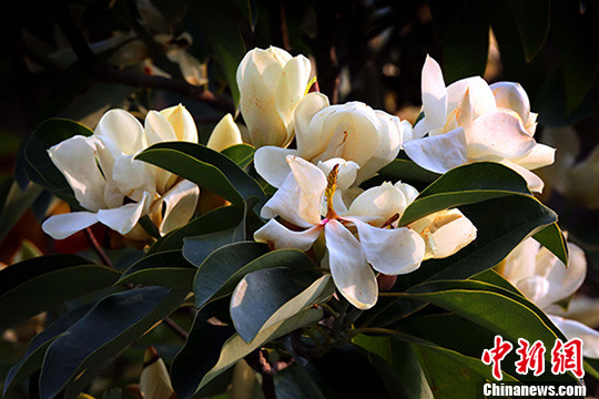 点图查看下一页