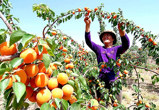 �����Ĺ�ԭ��ƶ���ᡤ��̬���Ļ�չ��������Ļ