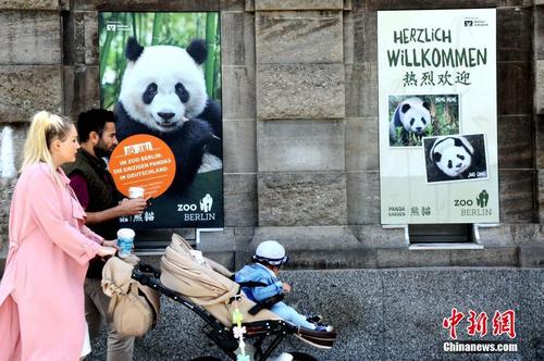 探访旅德大熊猫：住千万豪宅 享竹子“自助餐”