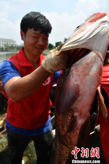 四川一高校湖里共捕捞1500余斤大鱼