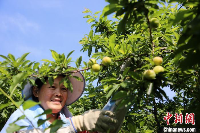 福建漳州李子正上市果农忙田间