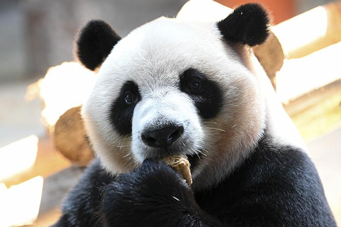 大熊猫品尝特制月饼