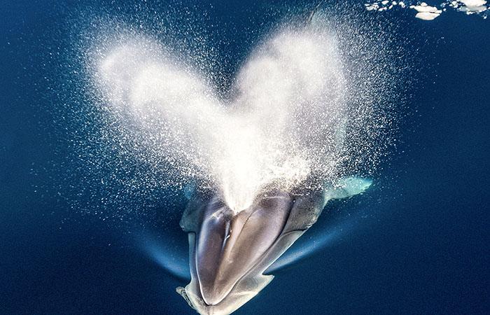 小须鲸大海中“比心”