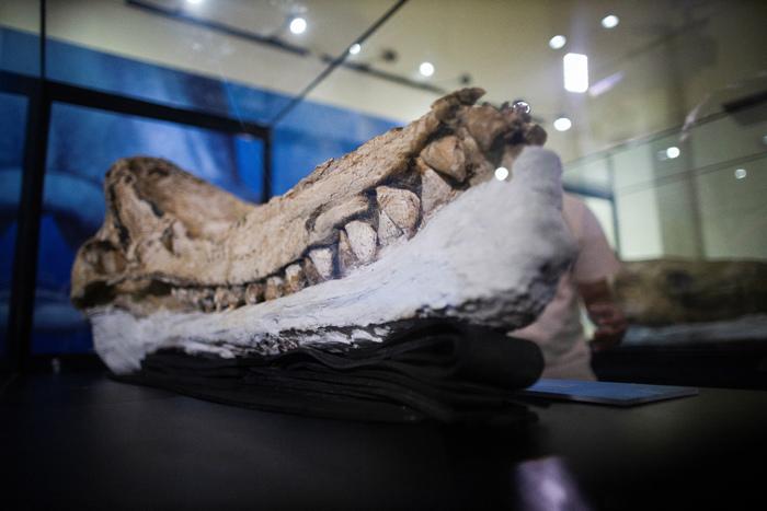 史前抹香鲸化石保存完好