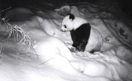 大熊猫雪地“刨坑”找水喝