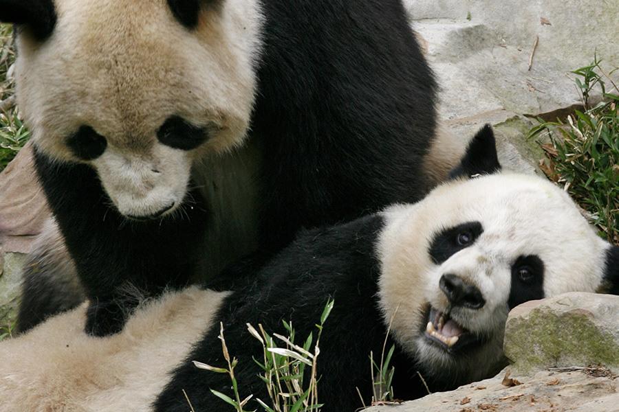 大熊猫“夫妇”带娃回国