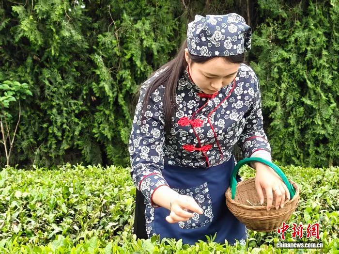 山东日照：有机茶受青睐