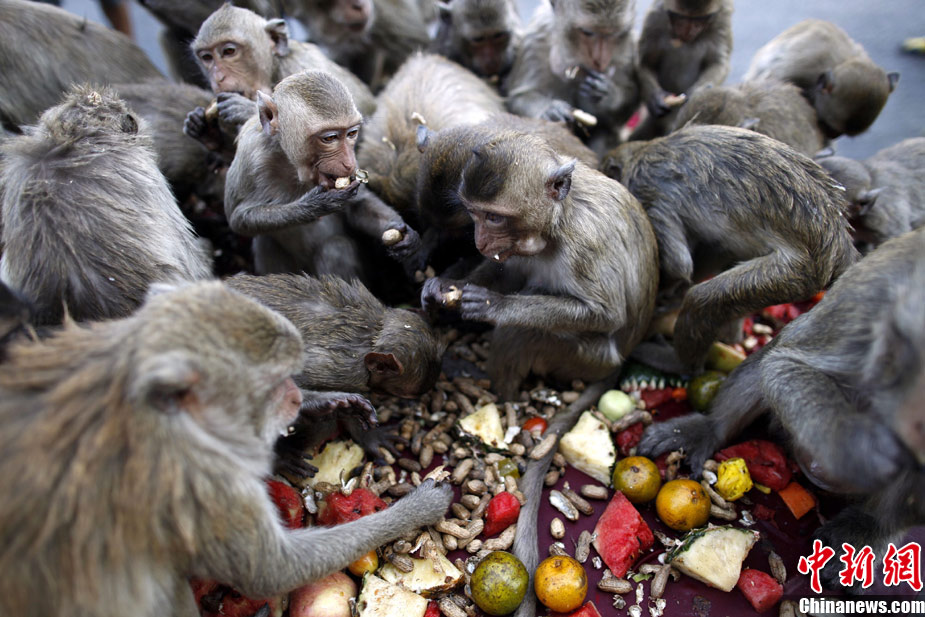 泰国举办猴子"宴会" 猴子餐桌大快朵颐