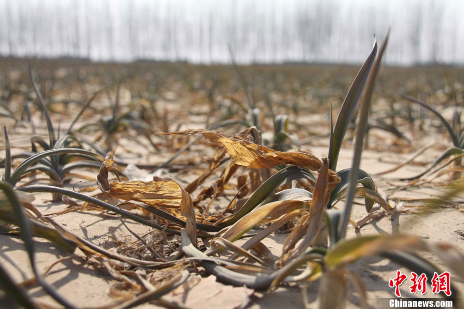 中国北方部分地区干旱持续