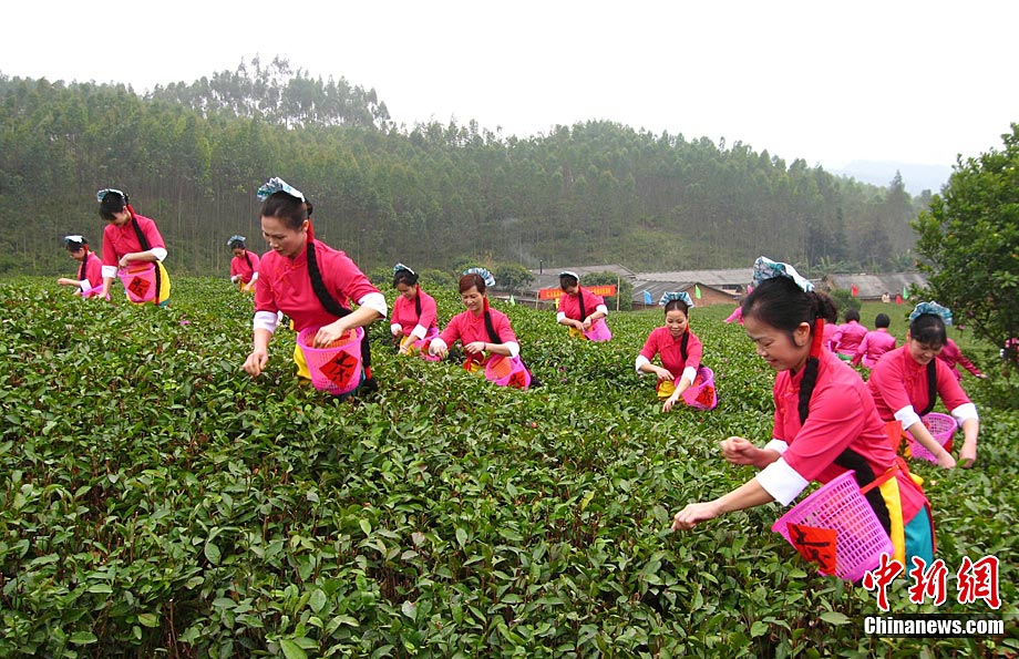 春到广西灵山春茶飘香