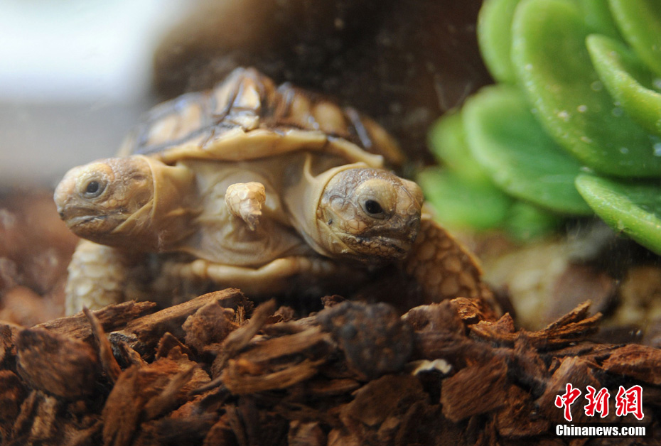 斯洛文尼亚发现双头五腿龟两个头分别起名