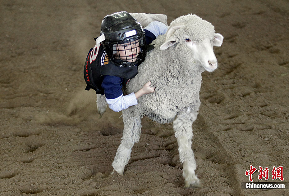 美休斯敦举行儿童骑绵羊比赛