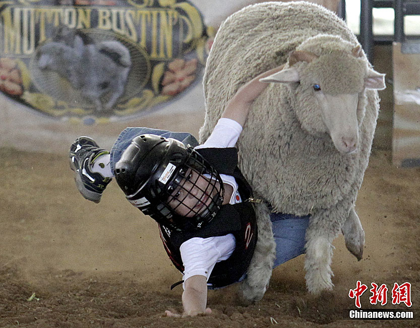 美休斯敦举行儿童骑绵羊比赛