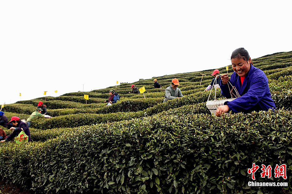 ®ɽ��������ǰ�衱����