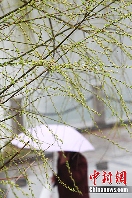 4月1日早晨,山西太原市迎来2011年第一场春雨,气温明显下降.