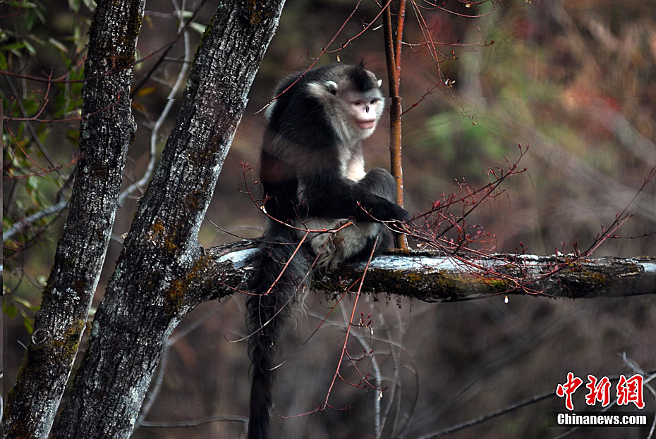 国宝滇金丝猴数量逐年增多