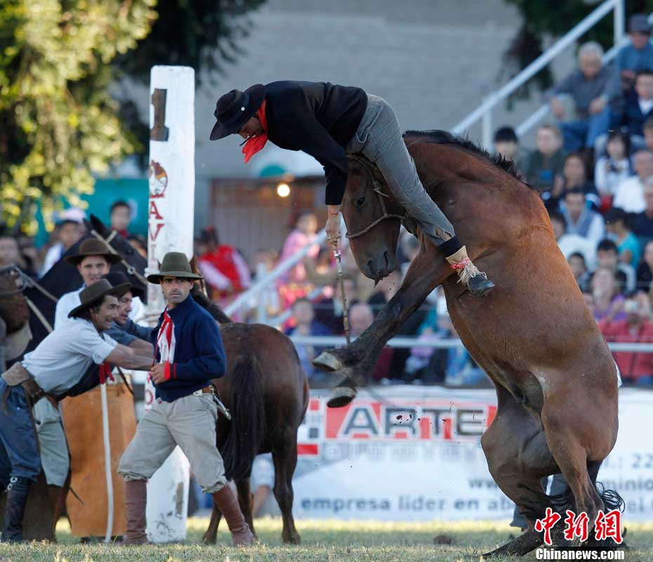 乌拉圭驯马大赛人仰马翻惊险刺激