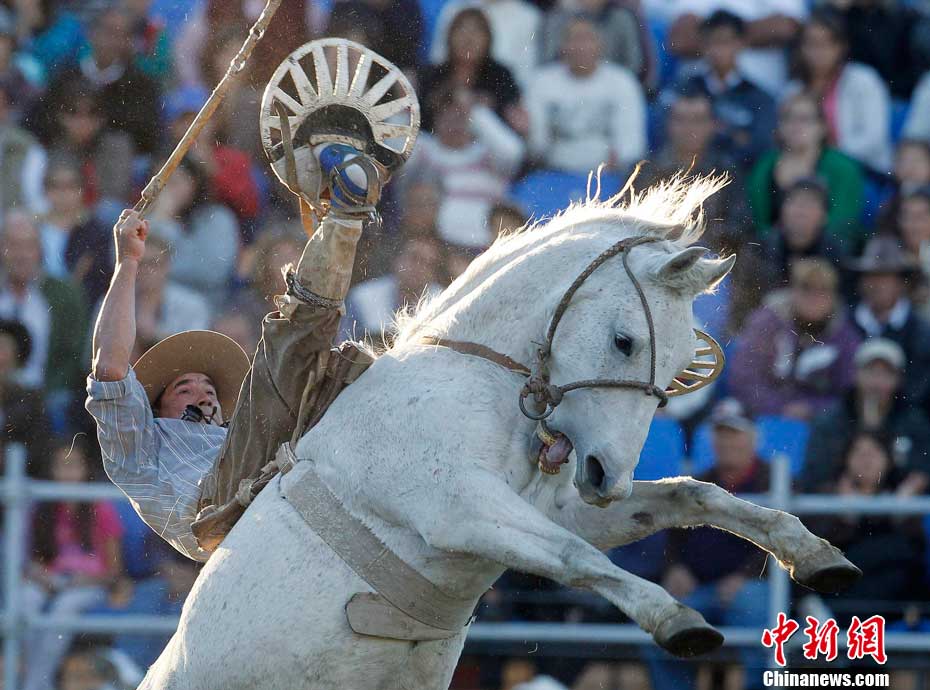 乌拉圭驯马大赛人仰马翻惊险刺激