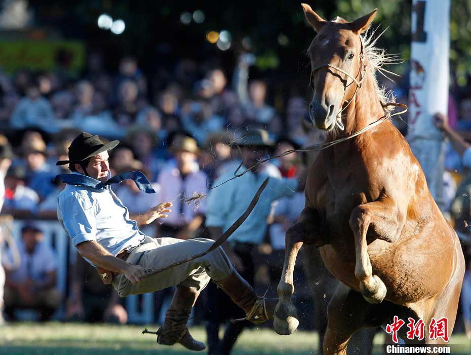 乌拉圭驯马大赛人仰马翻惊险刺激