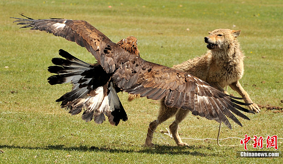 吉尔吉斯斯坦节日上演鹰狼大战