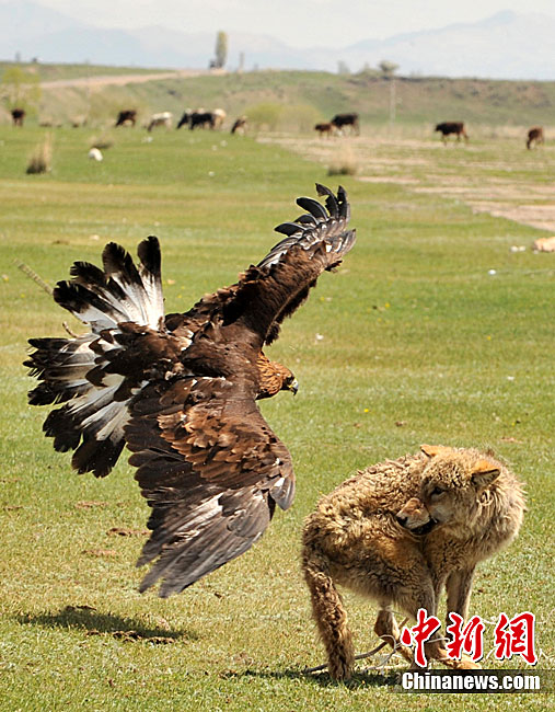 吉尔吉斯斯坦节日上演鹰狼大战