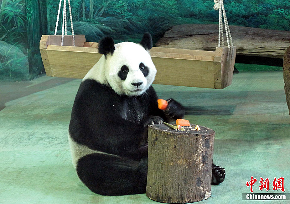 赠台大熊猫圆圆很可能已怀孕