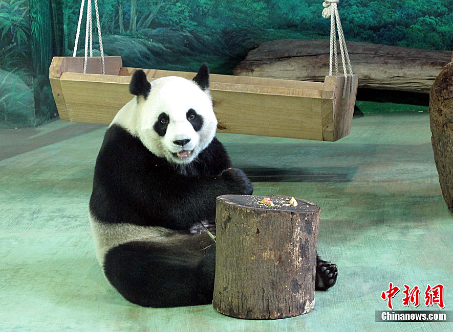 赠台大熊猫圆圆很可能已怀孕