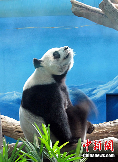 赠台大熊猫圆圆很可能已怀孕