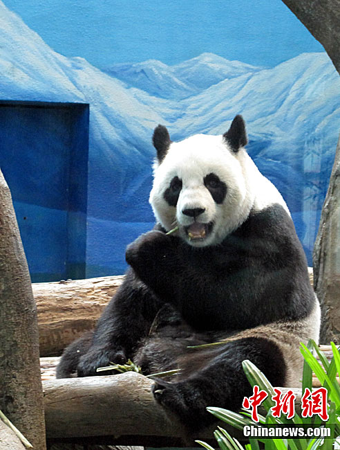 赠台大熊猫圆圆很可能已怀孕
