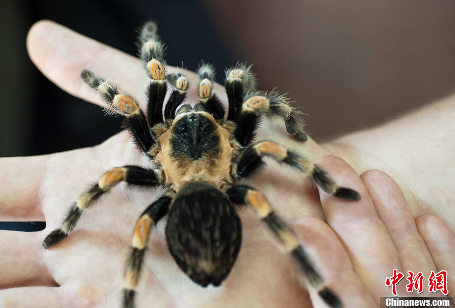 美国旧金山动物园展出巨型蜘蛛