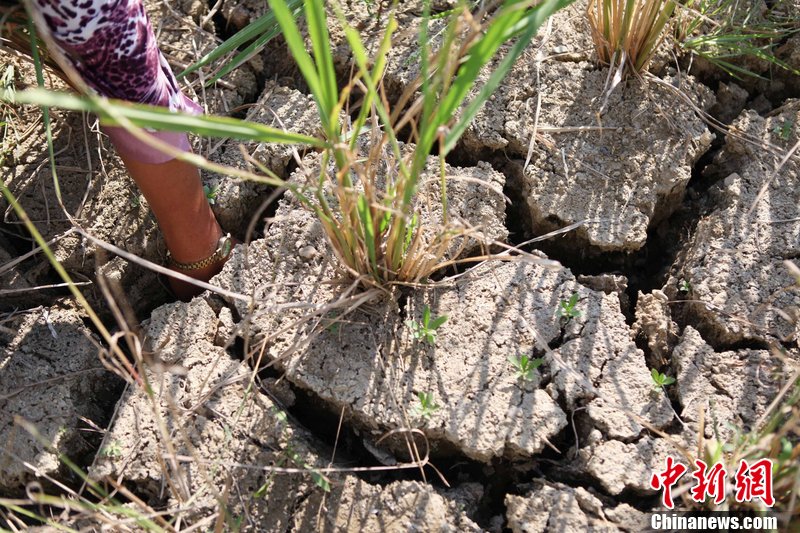 �й��Ϸ�����ܸ�����Ϯ ���ֵ�����������