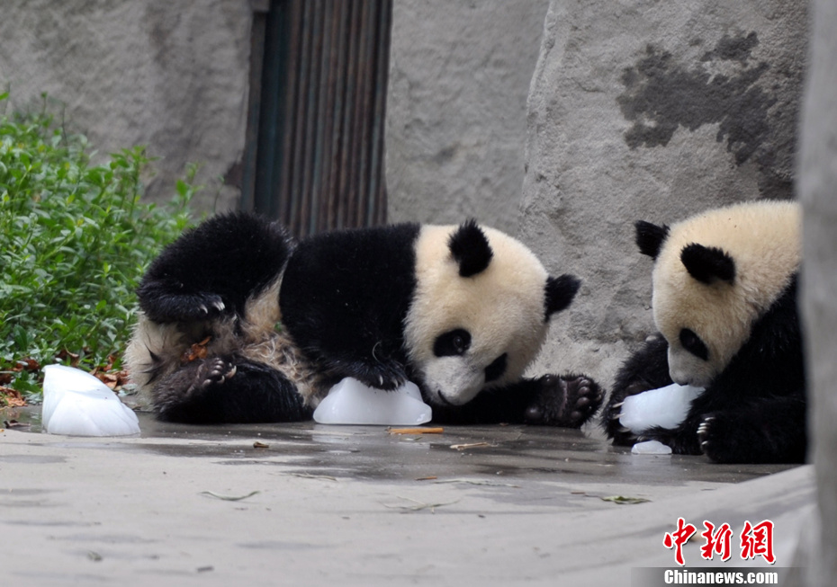 �ɶ��������� ����è���ܱ��齵��