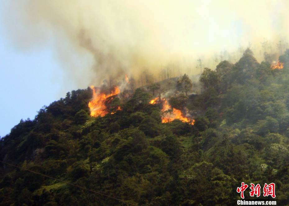 �Ĵ�����ɭ�ִ������