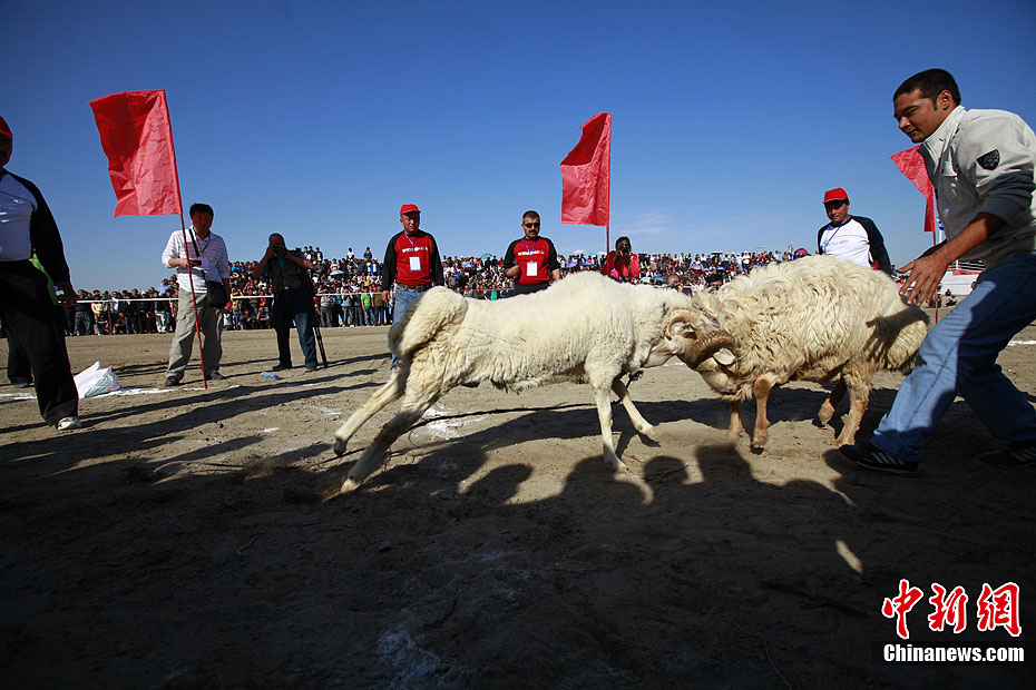 新疆精河那达慕大会上演精彩斗羊15