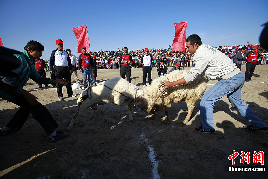 新疆精河那达慕大会上演精彩斗羊15