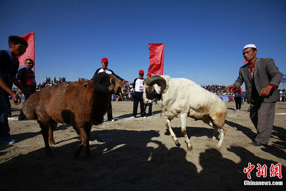 新疆精河那达慕大会上演精彩斗羊15