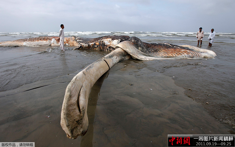 一周图片新闻精粹919925宠物狗走秀