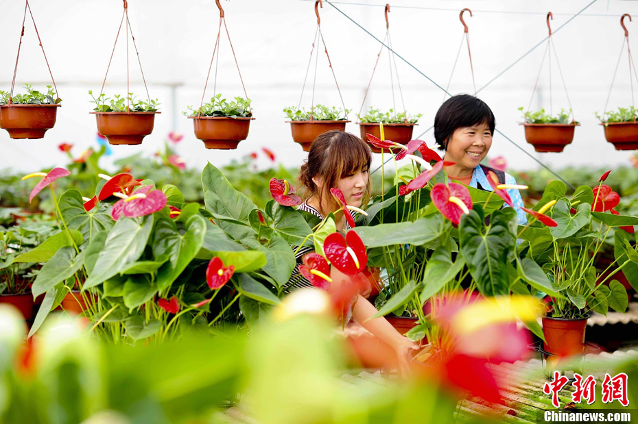 探访山东广饶大王镇东方花卉基地