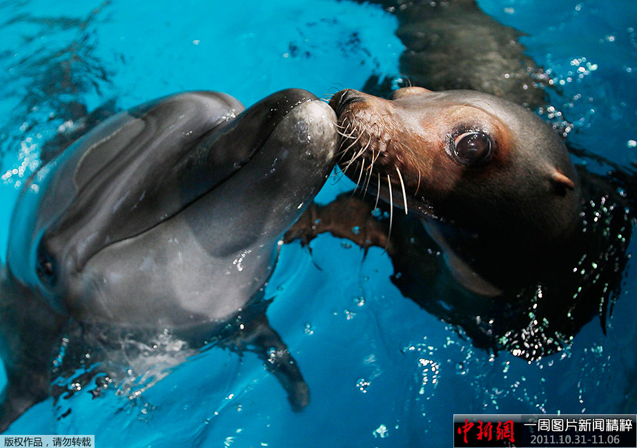 һͼƬž(10.31-11.06)——һ