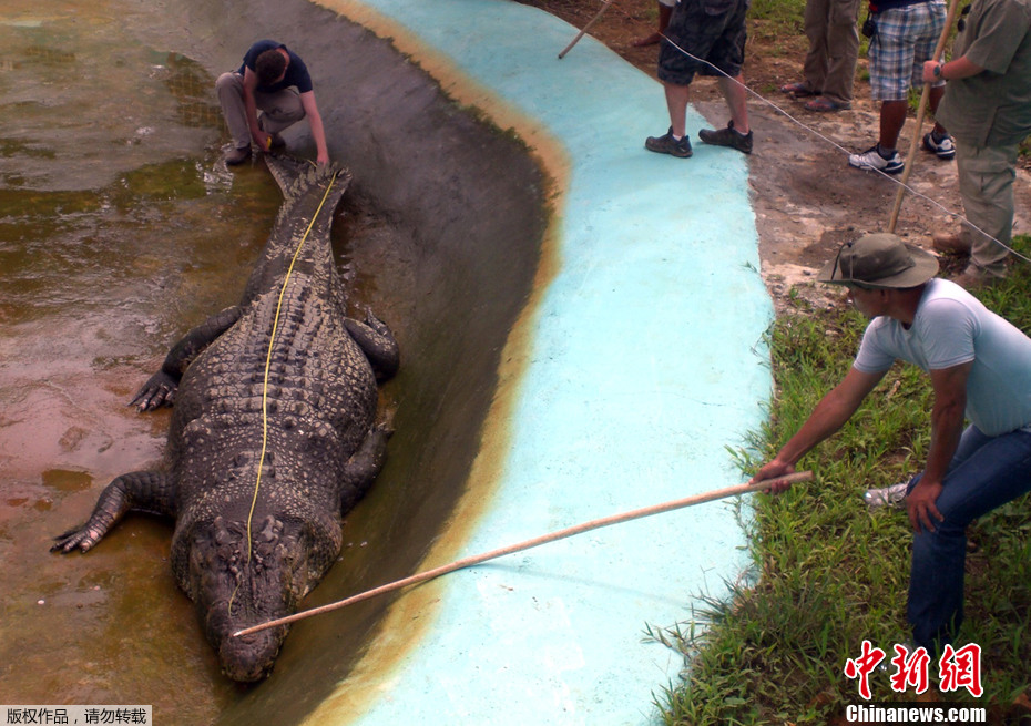 菲律宾捕获身长6.1米鳄鱼