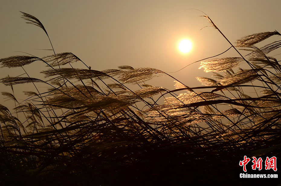 鄱阳湖芦苇迎风摇曳美景令人醉67