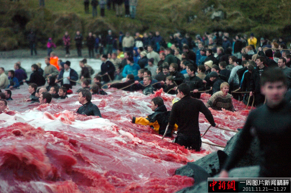 һͼƬž(11.21-11.27)——Ѫ