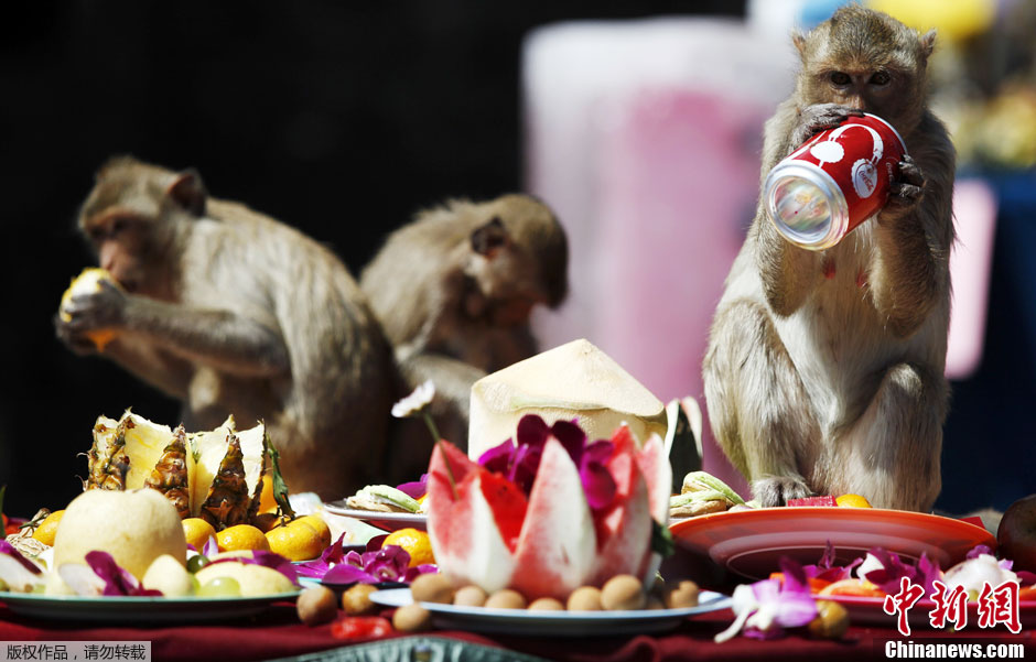 泰国猴子节千只猴子享受盛宴