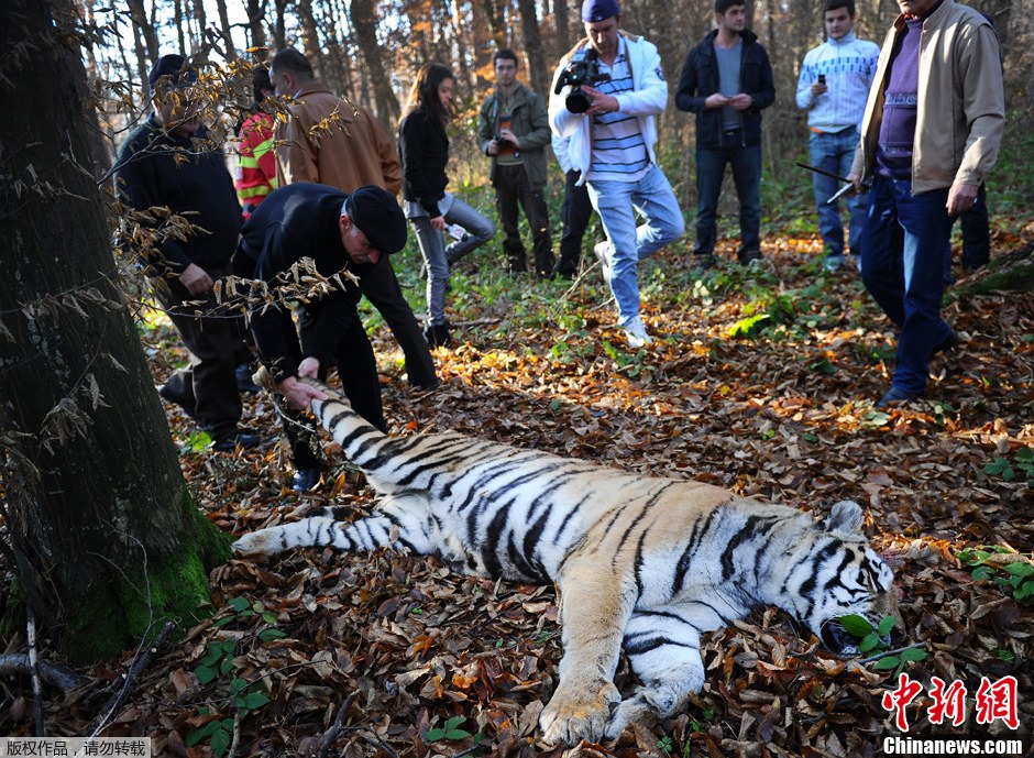罗马尼亚一老虎逃出动物园后被击毙12