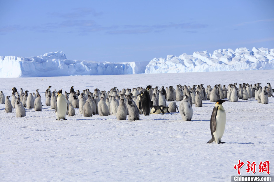 南极帝企鹅“幼儿园”